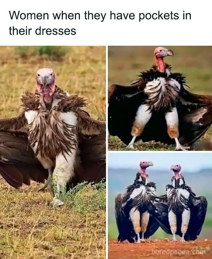 Funny animal memes showing vultures spreading wings like women excited about pockets in dresses in nature.