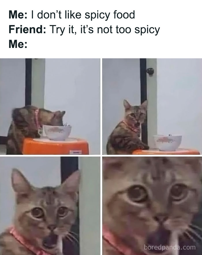 Funny animal meme showing a cat's shocked reaction after tasting spicy food, highlighting pure and humorous moments.