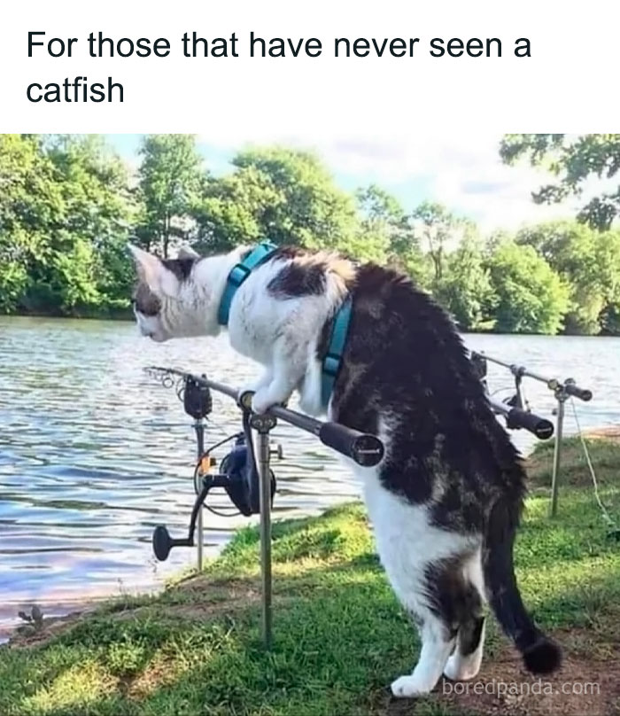 Cat standing on fishing rod holder by a lake, shown as a funny animal meme from pure animal memes collection.