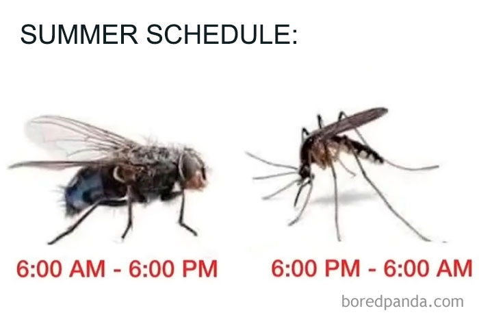 A funny animal meme showing a fly active during the day and a mosquito active at night in a summer schedule.