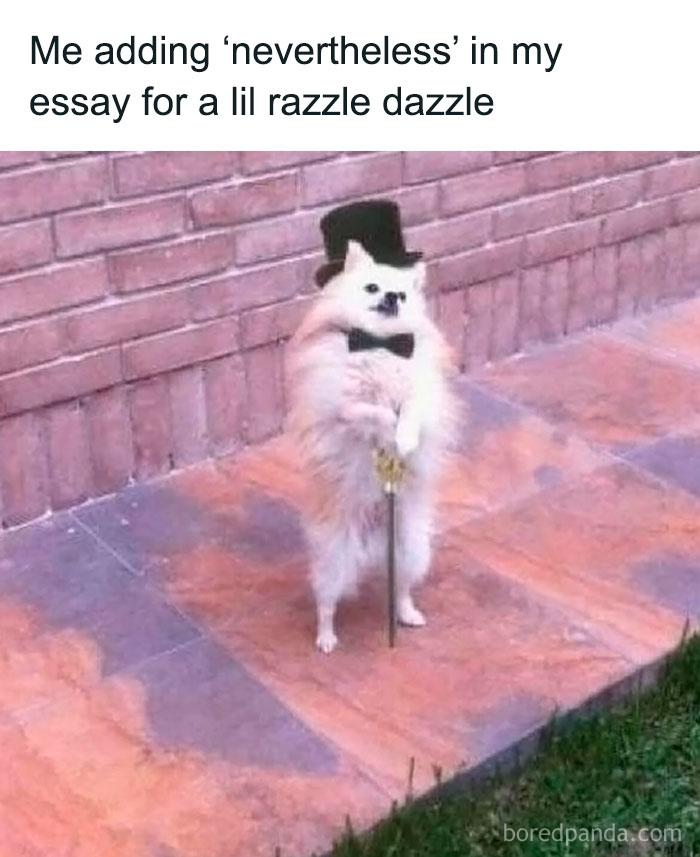 Small dog dressed in top hat and bow tie holding a cane, featured in funny animal memes that are pure and uplifting.