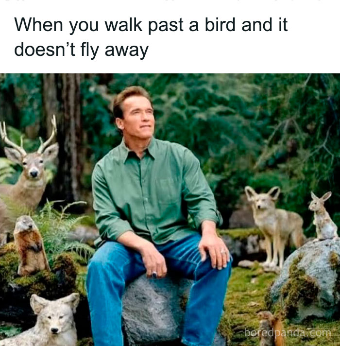 Man sitting calmly surrounded by forest animals including deer, wolf, and birds, illustrating funny animal memes concept.