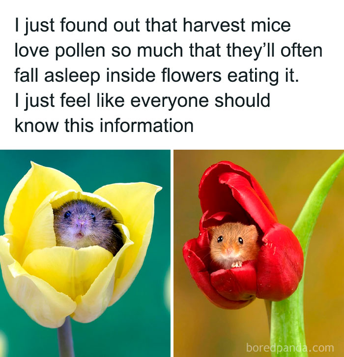 Two harvest mice sleeping inside a red and yellow flower, showcasing funny animal memes and pure moments.