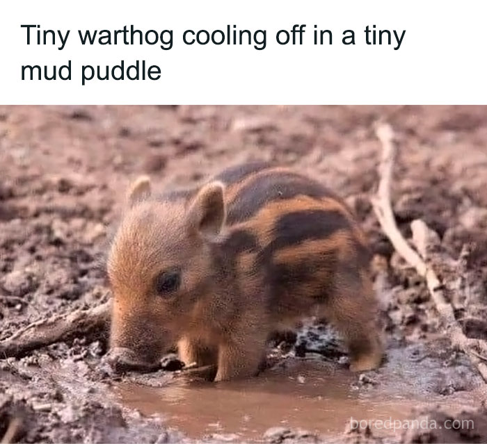 Tiny warthog cooling off in a mud puddle, a funny animal meme from pure and adorable animal moments online.