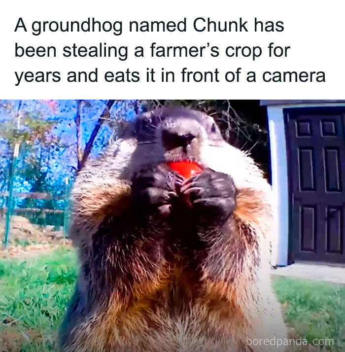 Groundhog named Chunk stealing and eating farmer’s crop, funny animal meme showing pure animal moments outdoors.