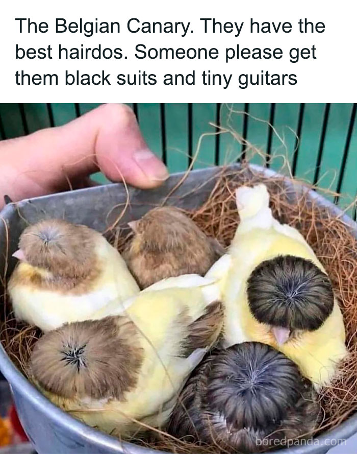 Five Belgian Canary birds with unique hairdo patterns sitting in a nest inside a metal container, funny animal memes.