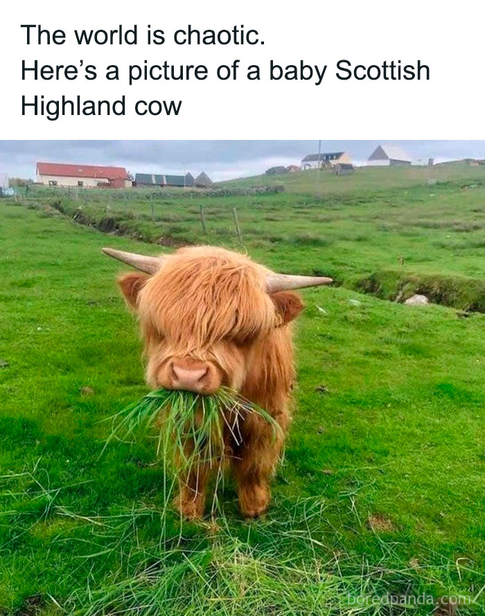 Baby Scottish Highland cow chewing grass in a green field, a funny animal meme offering pure lightheartedness.