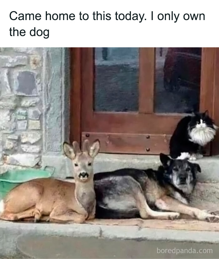 Deer, dog, and fluffy cat sitting together on a doorstep, creating a funny and pure animal moment.
