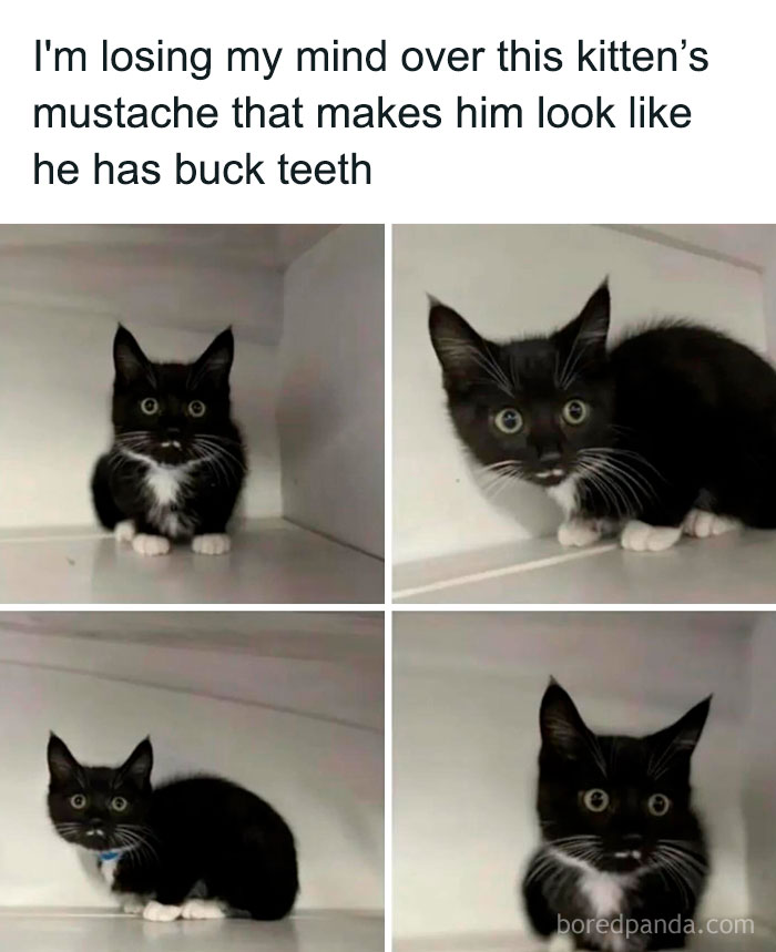 Black and white kitten with a unique mustache sitting and looking surprised in funny animal memes collage.