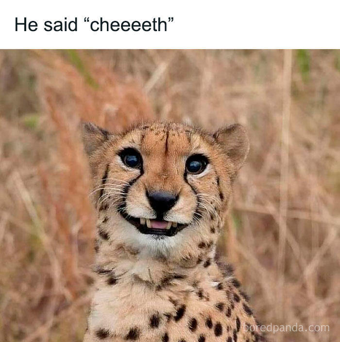 Smiling cheetah with a funny expression, featured in a collection of pure and funny animal memes.