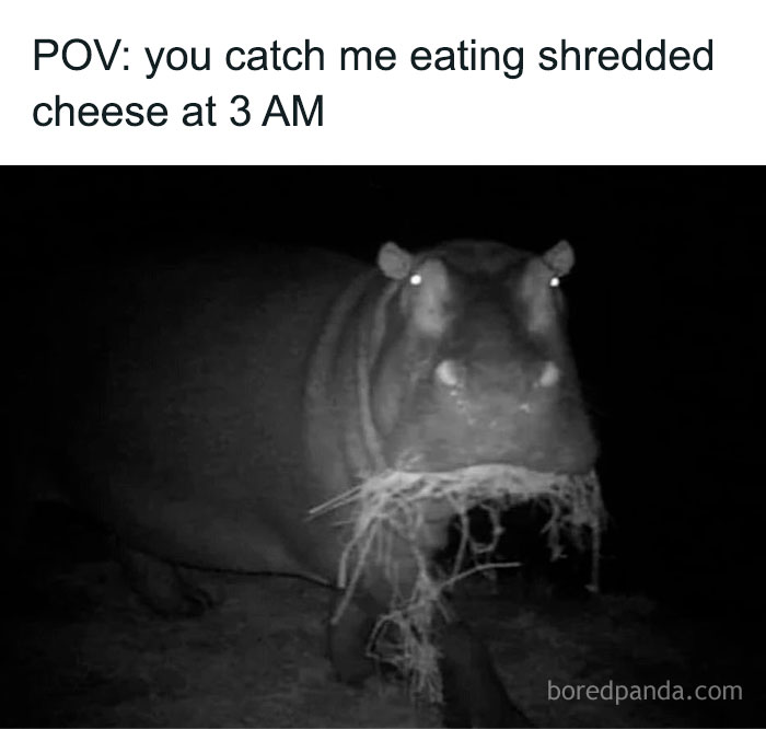 Nighttime photo of a hippo with shredded grass in its mouth, a funny animal meme capturing a pure moment.