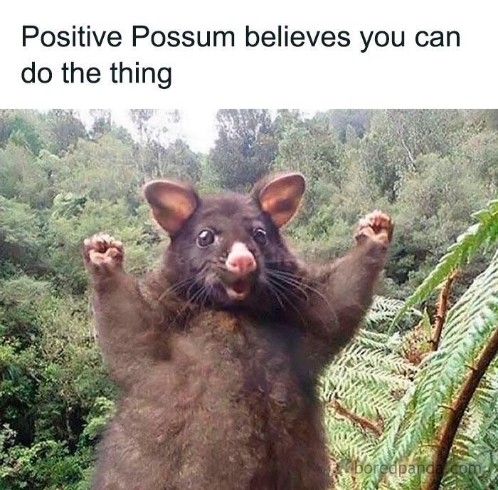 Possum with raised arms in forest, a funny animal meme spreading pure and positive vibes.