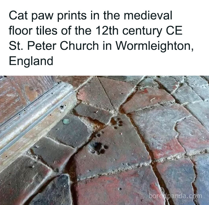 Medieval floor tiles with cat paw prints in 12th century church, featured in funny animal memes collection.
