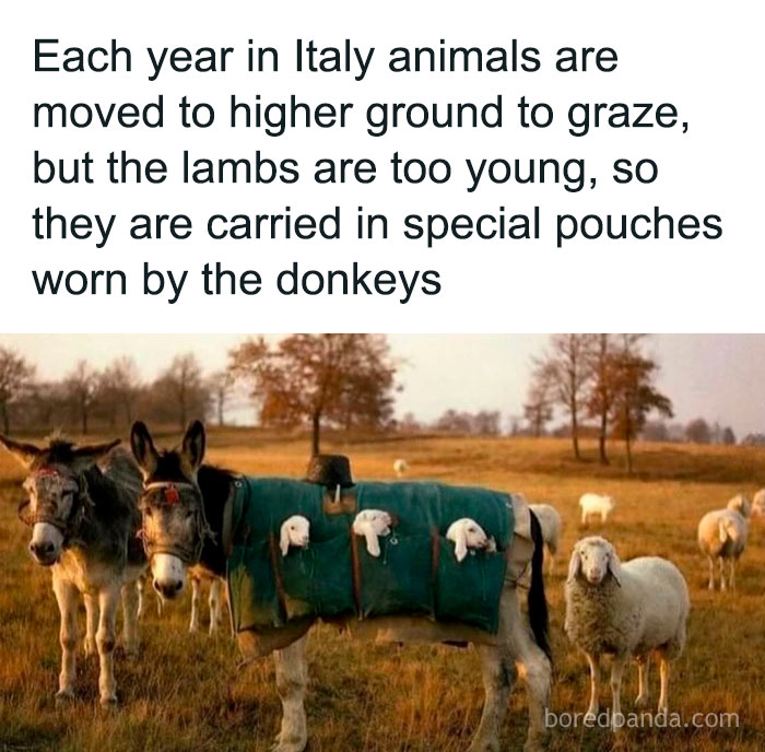 Donkeys in Italy carrying lambs in special pouches to higher ground, a pure and funny animal meme moment.