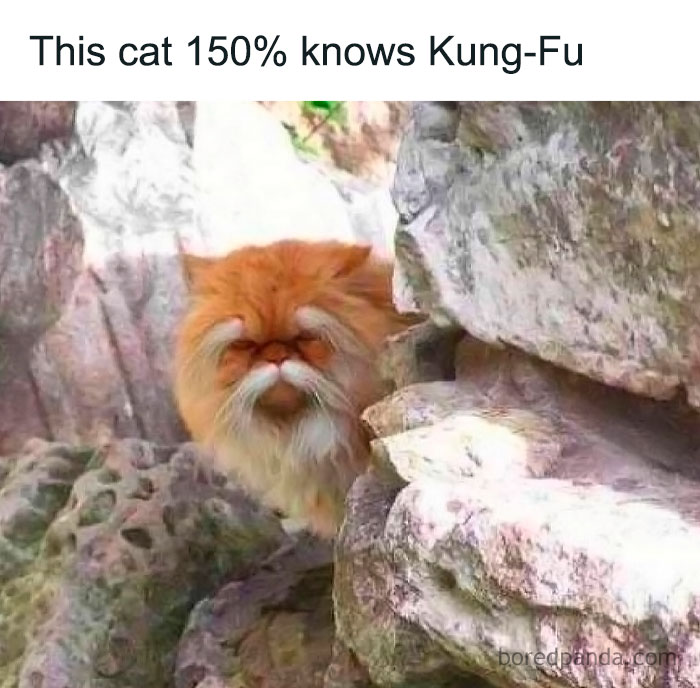Fluffy cat with fierce expression hides behind rocks in a funny animal meme showcasing pure and amusing moments.
