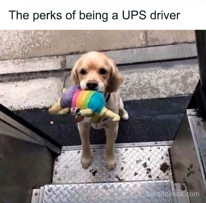 Cute dog holding a colorful stuffed toy, showcasing funny animal memes that bring pure joy and lighten the mood.