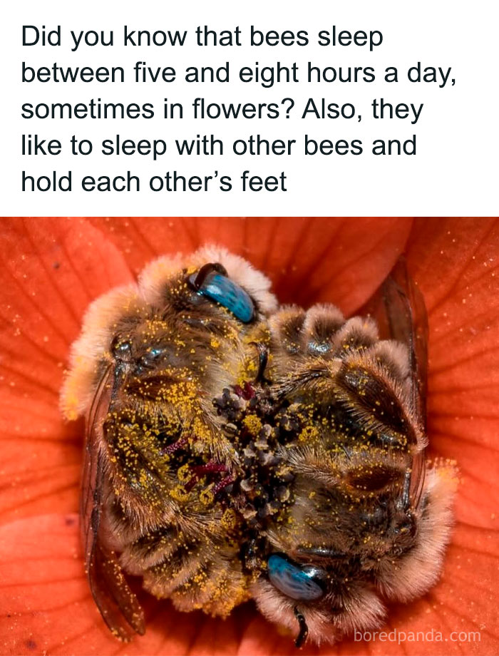 Two bees covered in pollen sleeping closely together inside an orange flower, showcasing a pure animal moment meme.