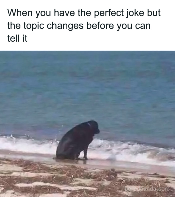 Black dog sitting alone on a beach looking at the ocean, a funny animal meme about missed jokes and changed topics.