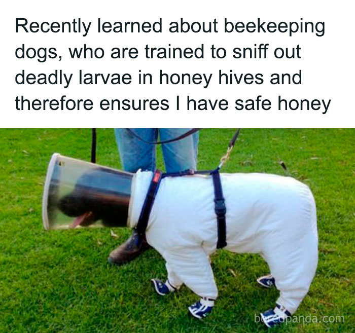 Funny animal meme showing a dog in protective gear trained to find deadly larvae in honey hives for safe honey.