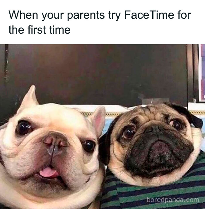 Two funny dogs looking at the camera with surprised expressions, capturing a pure and humorous animal moment.