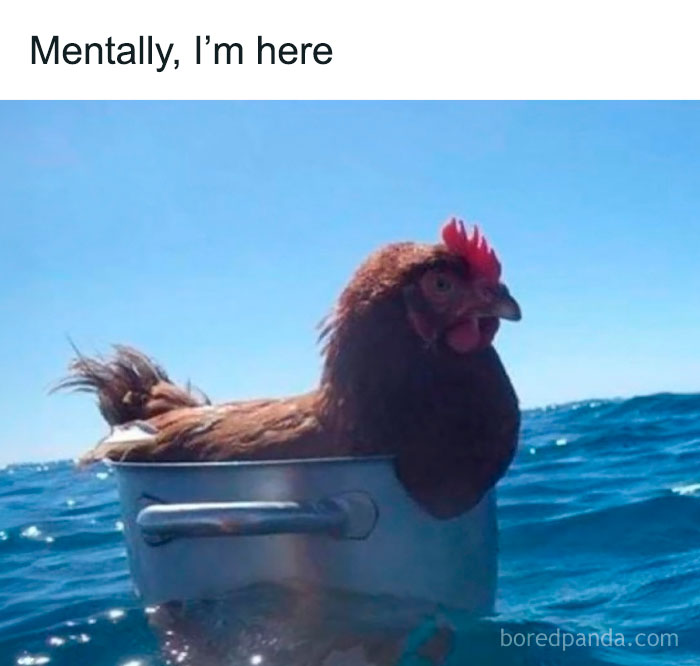 Chicken sitting calmly in a pot floating on the ocean, a funny animal meme with pure humor and lighthearted vibe.