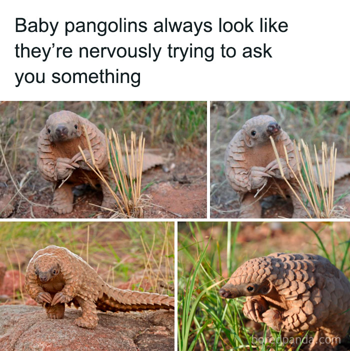 Baby pangolins in natural habitat looking nervous, featured in funny animal memes that bring pure joy and laughter.