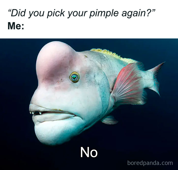 Funny animal meme with a fish having a large bump on its head and humorous text about picking pimples.