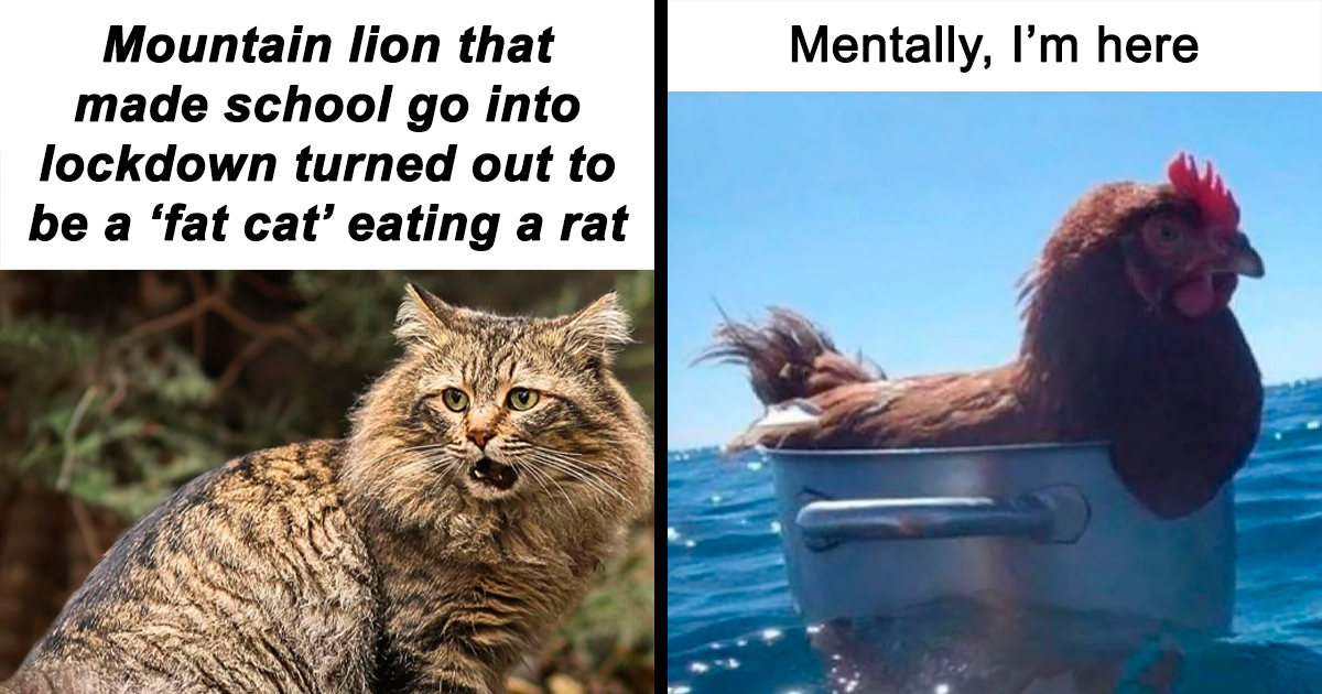 50-funny-and-wholesome-animal-memes-that-are-so-pure-you-ll-forget-the