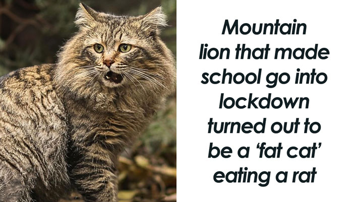 50 Funny And Relatable Animal Memes To Instantly Improve Your Entire Day (New Pics)