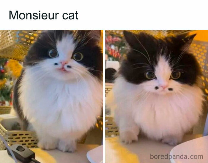 Fluffy black and white cat with wide eyes and unique face markings, one of the blessed images to make you smile.