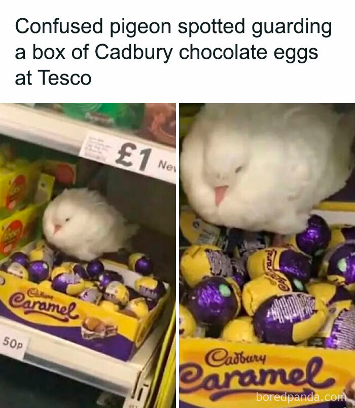 Confused pigeon guarding Cadbury chocolate eggs at Tesco, a heartwarming and blessed image to make you smile.