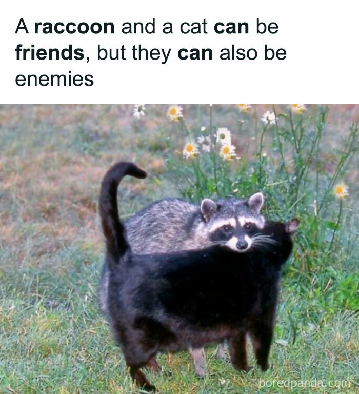 Raccoon and black cat showing friendship outdoors in a heartwarming blessed image to make you smile.