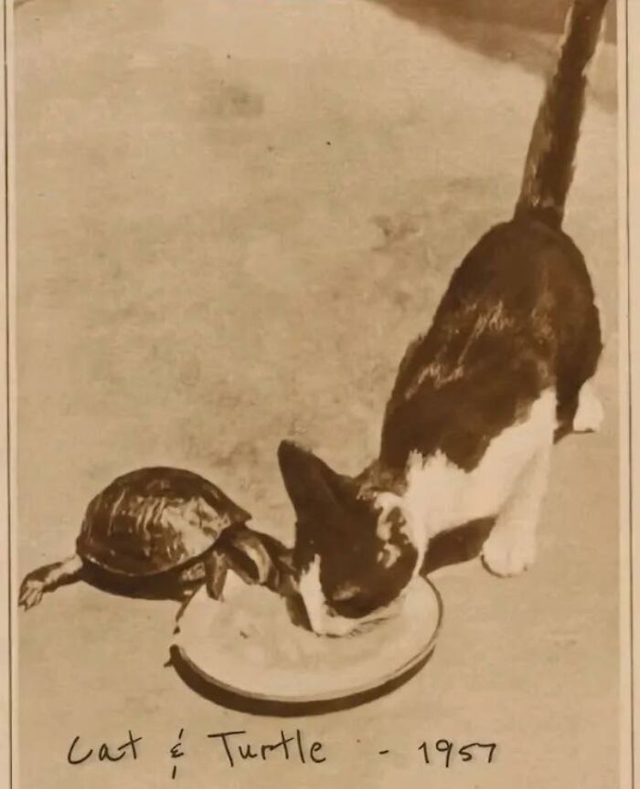Vintage photo of a cat and turtle sharing food on a plate, a blessed image to make you smile and warm your heart.