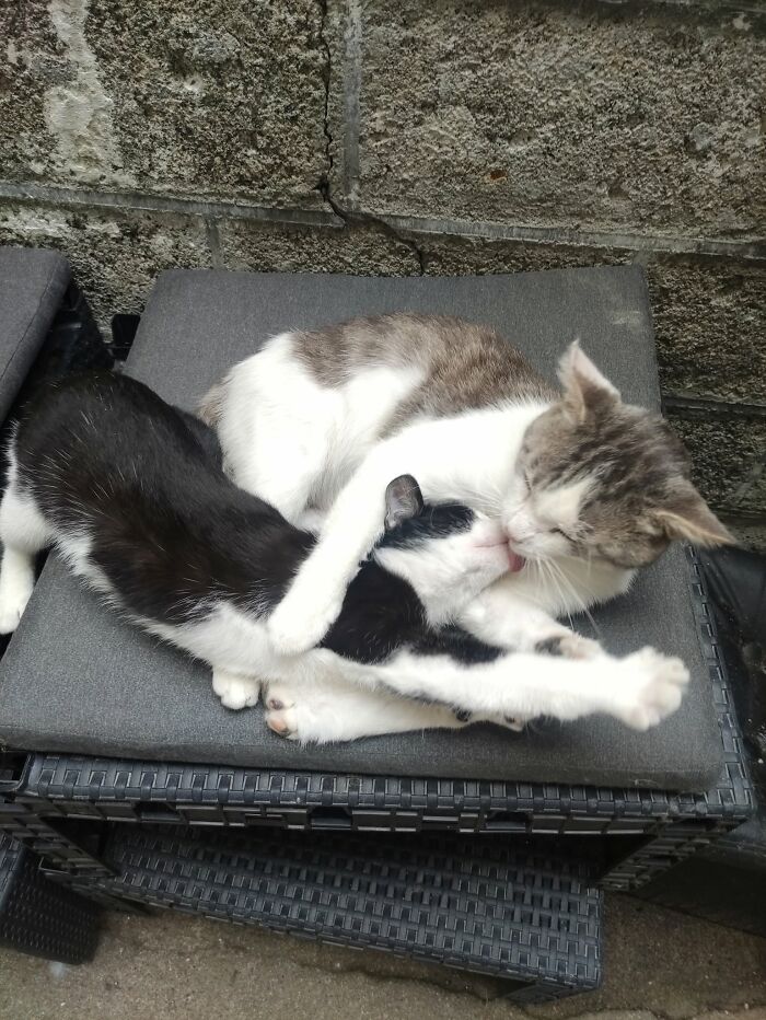 Two cats cuddling and grooming each other on a cushion, captured in blessed images to make you smile.
