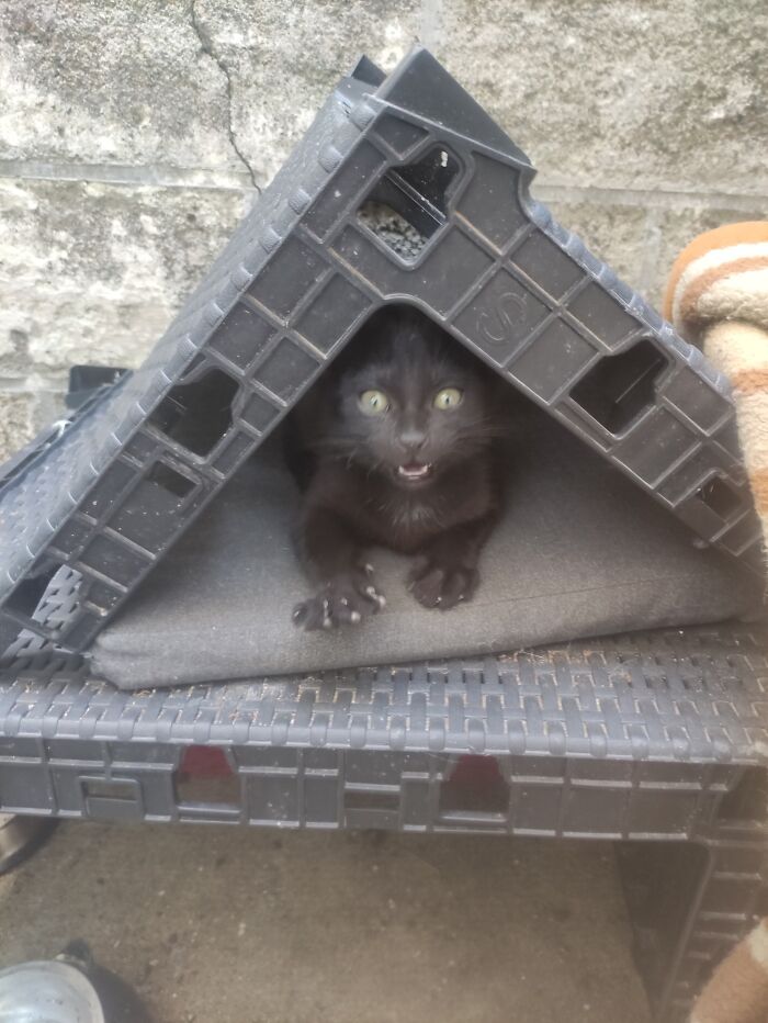 Black kitten peeking out from under a plastic shelter, one paw extended, with a surprised expression in a blessed image.