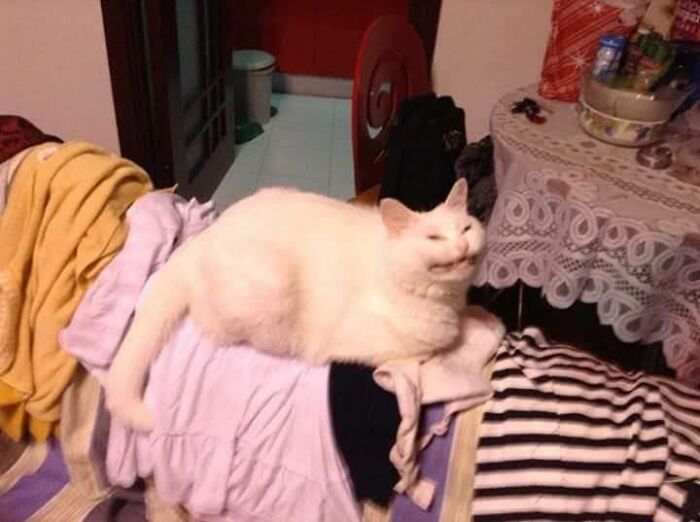 White cat lying on a pile of clothes with a content expression, one of the blessed images to make you smile.