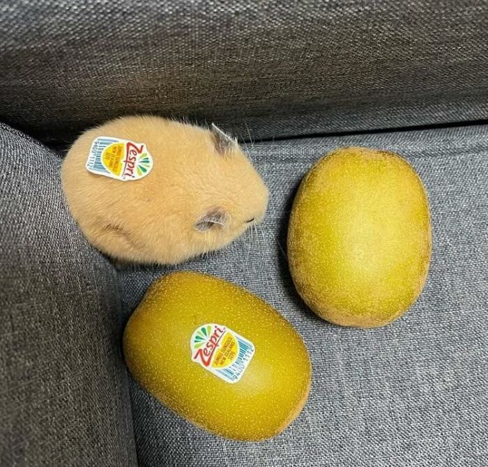 Small furry hamster resembling two Zespri kiwi fruits with stickers, creating a blessed image to make you smile.