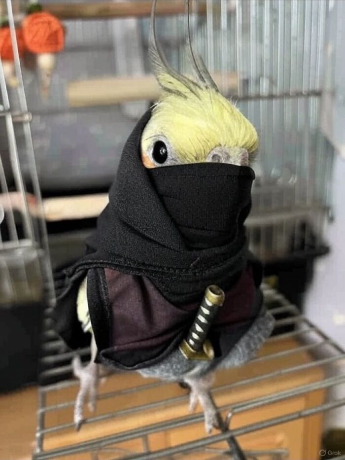 Cockatiel dressed as a ninja inside a cage, one of the blessed images meant to make you smile.
