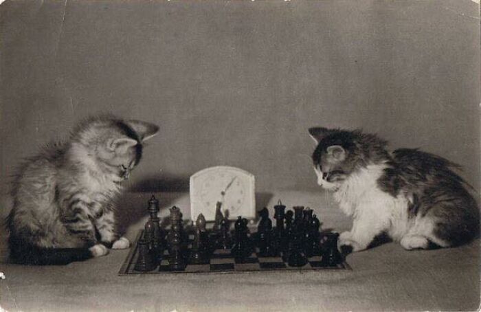 Two kittens focused on a chess game, creating a blessed image sure to make you smile and brighten your day.