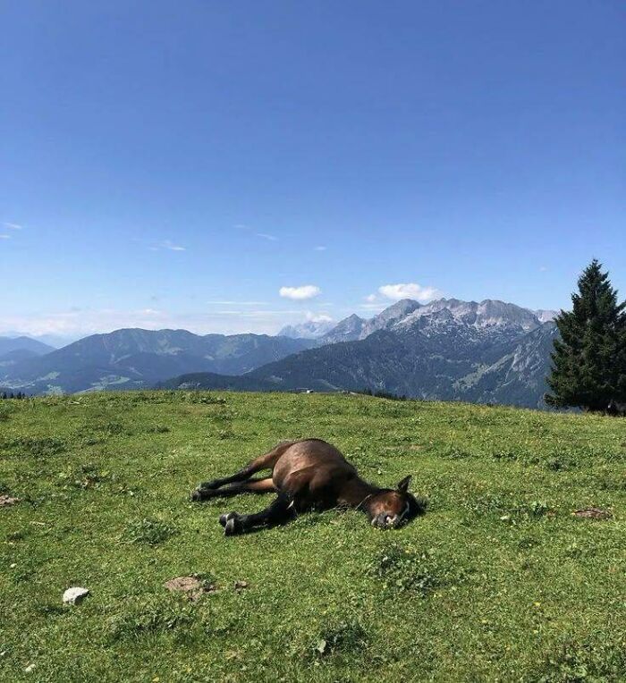 A peaceful horse lying on grass in a mountain meadow under a clear blue sky, a blessed image to make you smile.