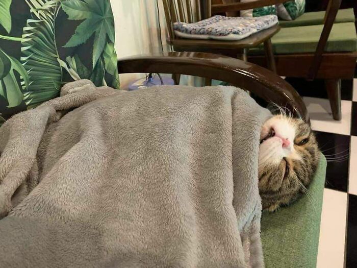 Cozy cat wrapped in a soft blanket resting on a chair, one eye peeking out in a blessed images collection.