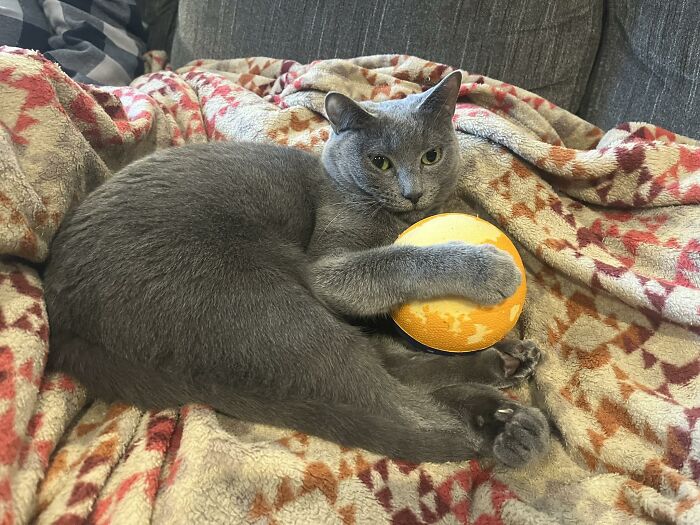 Gray cat lying on a patterned blanket, hugging a yellow ball, one of the blessed images to make you smile.