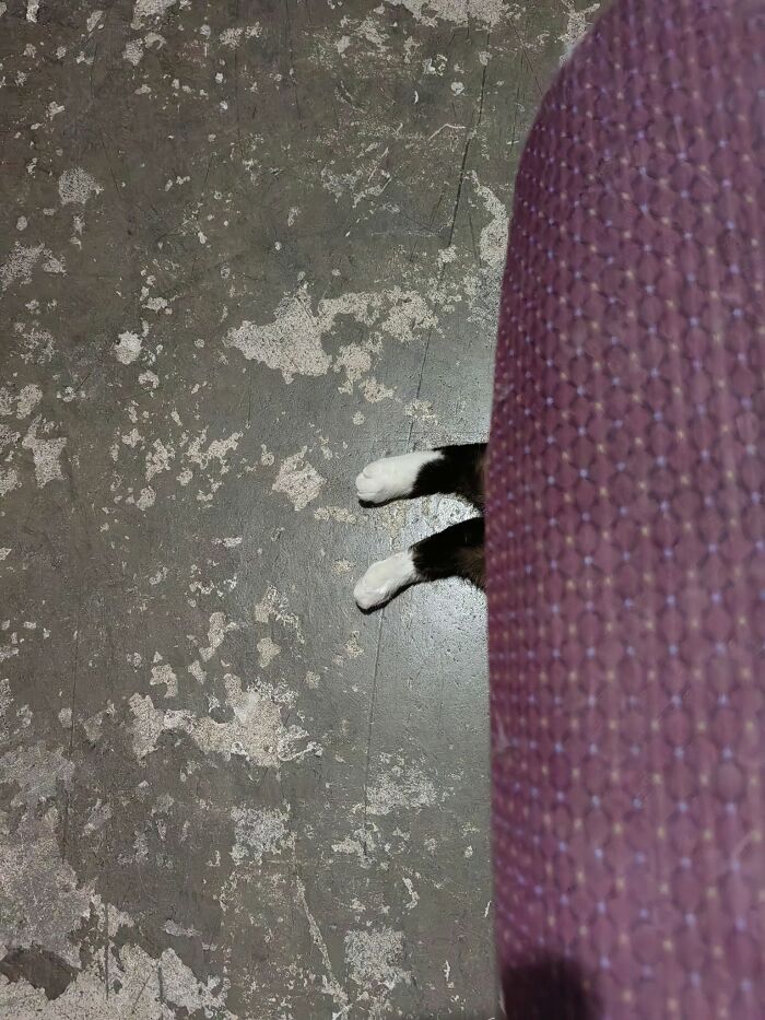 Cat's white paws peeking from behind a textured purple surface on a worn concrete floor in a blessed image.