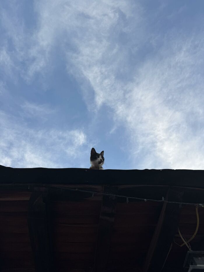 Cat peeking over a dark roof against a blue sky with light clouds, part of blessed images to make you smile.