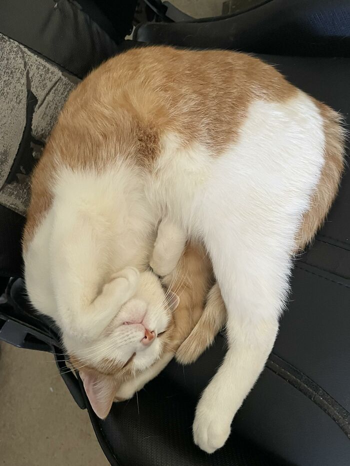 Orange and white cat sleeping curled up on a black chair, showcasing a blessed image to make you smile.