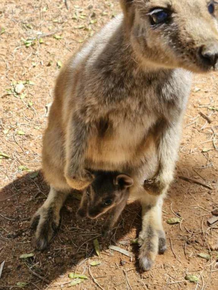 Baby kangaroo peeking out of its mother's pouch in a natural setting, capturing a blessed image to make you smile.