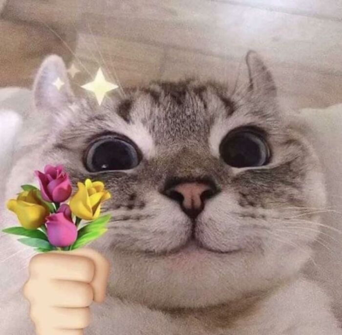 Close-up of a cute cat face with big eyes and a cartoon hand holding colorful flowers, a blessed image to make you smile.