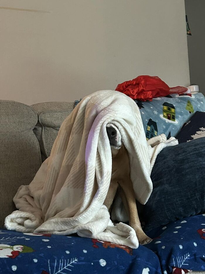 Dog covered with a white blanket sitting on a couch, one of the blessed images sure to make you smile.