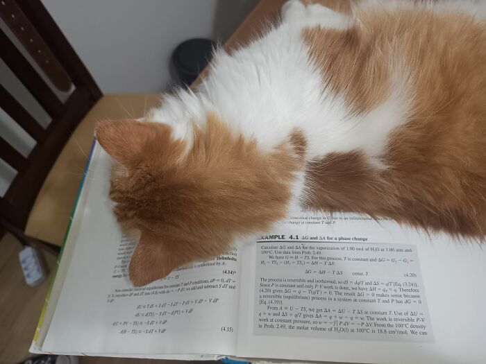 Orange and white cat resting on an open book, creating a blessed and heartwarming image to make you smile.