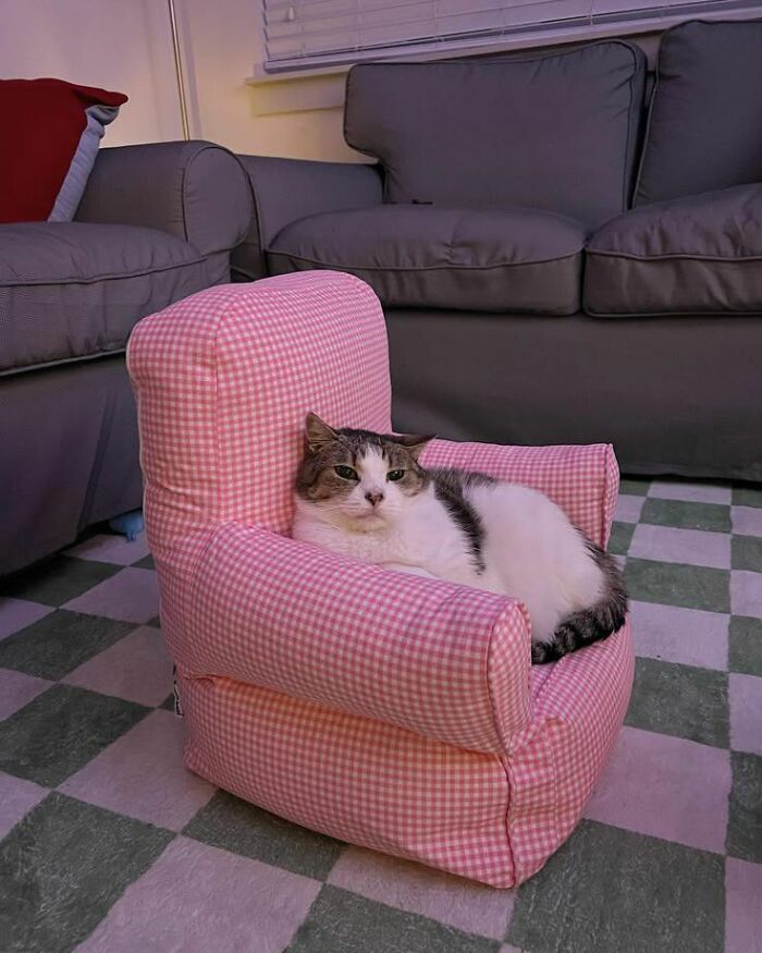 Cat lounging comfortably on a pink checkered chair, one of the blessed images to make you smile from a cute Facebook group.